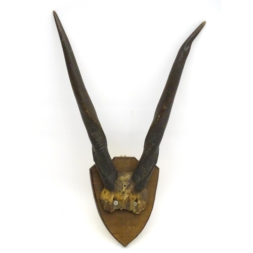 39 - Taxidermy: A late Victorian half skull mount of Eland antlers, affixed to a shield plinth, approxima... 