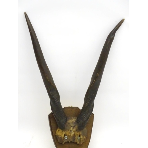 39 - Taxidermy: A late Victorian half skull mount of Eland antlers, affixed to a shield plinth, approxima... 