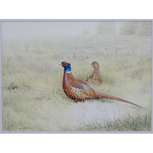 397 - Shooting: Ben Hoskyns (1963), Watercolour, Brace of pheasant, a cock and hen in a long grass field, ... 