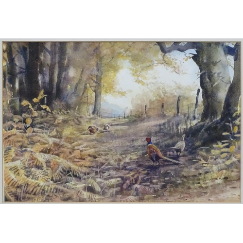 398 - Shooting: Peter Partington (1941) watercolour, Gamebirds 'Pheasants' on an Autumn woodland ride 1983... 