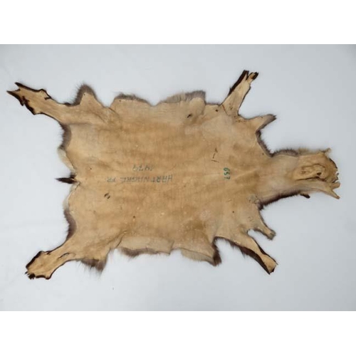 40 - Taxidermy : A full Goat skin, approximately 50'' x 30''