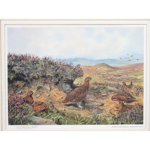 404 - Shooting: C Stanley Todd (1923-2004), Signed coloured print, Red Grouse game birds in the Highlands,... 