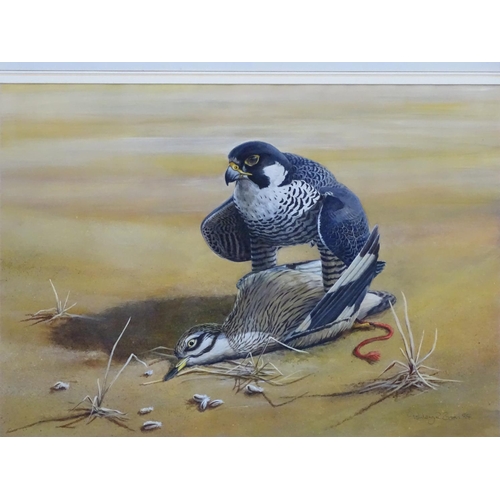 405 - Falconing/ Hawking: Ashley R Boon (1959), Watercolour and gouache, Peregrine Falcon with a Stone Cur... 