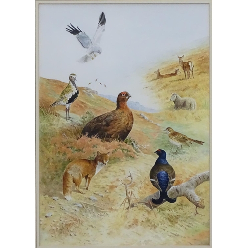 408 - Ben Hoskyns (1963), Watercolour, Male Harrier, Golden Plover, Red Grouse, Fox, Black Cock, Fieldfare... 