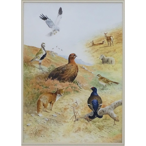 408 - Ben Hoskyns (1963), Watercolour, Male Harrier, Golden Plover, Red Grouse, Fox, Black Cock, Fieldfare... 