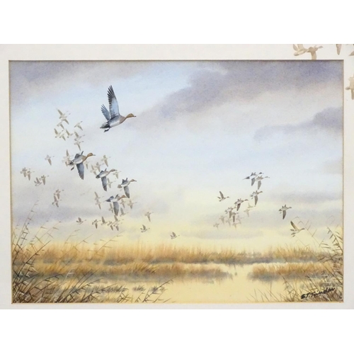 410 - Wildfowling: Simon T Trinder (XX-XXI), Watercolour with border mount illustrations, Wigeon - ducks o... 