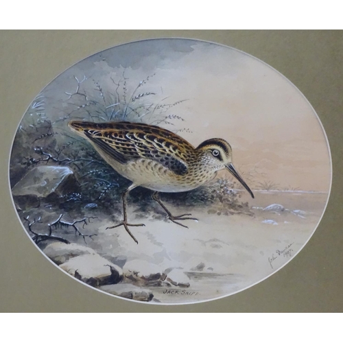 414 - Shooting: John Duncan (XIX-XX), Watercolour and gouache 1907, an oval, 'Jack Snipe', wading bird,  T... 