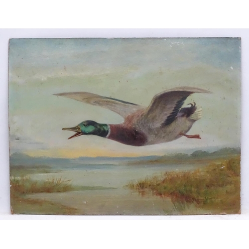 416 - Wildfowling: John Thomas Smith XIX, Oil on board by Reeves & Son (1830-1890), Mallard over wetland m... 