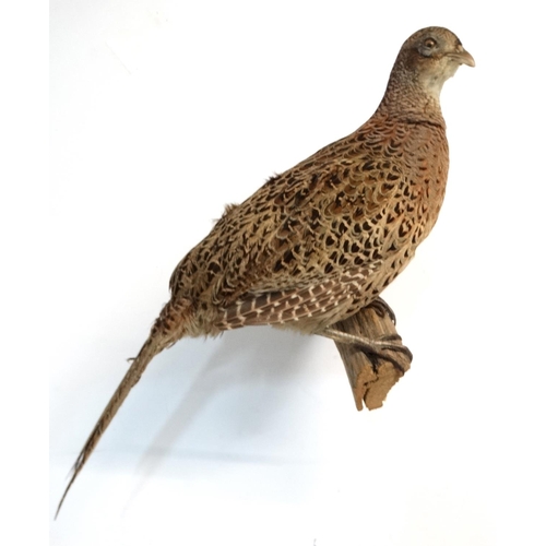 46 - Taxidermy : A full mount of a Hen Pheasant , posed upon a branch with brackets for wall hanging . Ap... 