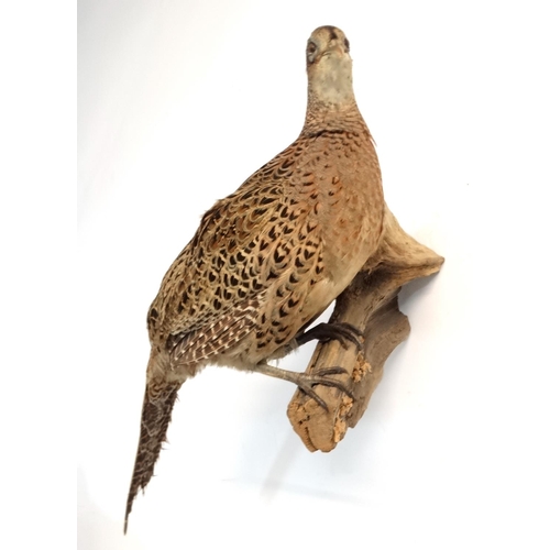 46 - Taxidermy : A full mount of a Hen Pheasant , posed upon a branch with brackets for wall hanging . Ap... 