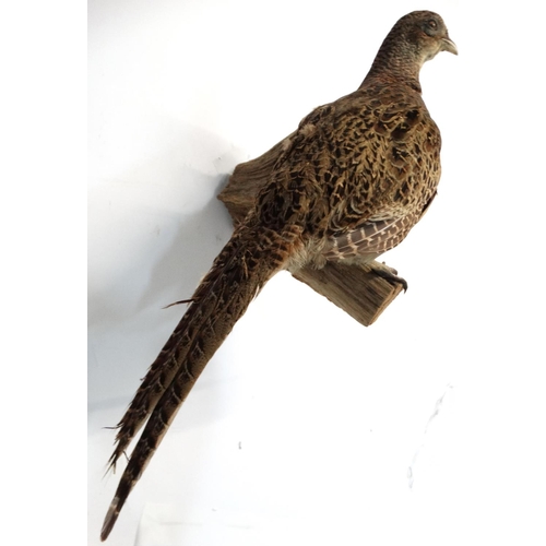 46 - Taxidermy : A full mount of a Hen Pheasant , posed upon a branch with brackets for wall hanging . Ap... 