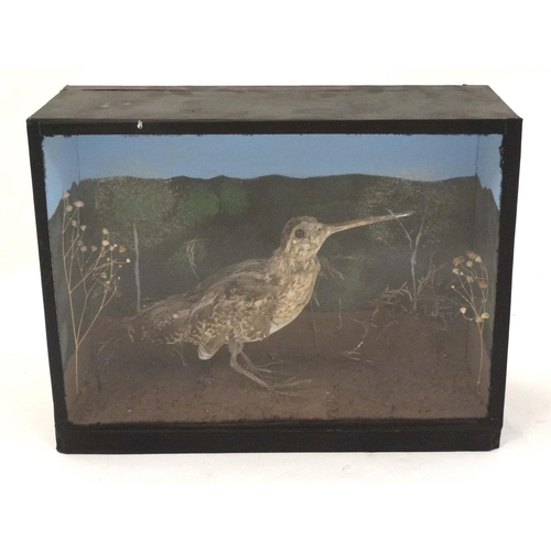 47 - Taxidermy : A cased full mount of a Common Snipe , posed within natural setting . The case 12 3/4'' ... 