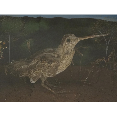 47 - Taxidermy : A cased full mount of a Common Snipe , posed within natural setting . The case 12 3/4'' ... 