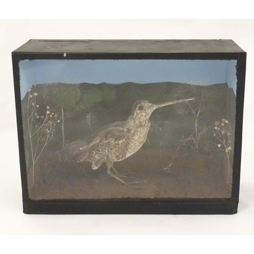 47 - Taxidermy : A cased full mount of a Common Snipe , posed within natural setting . The case 12 3/4'' ... 