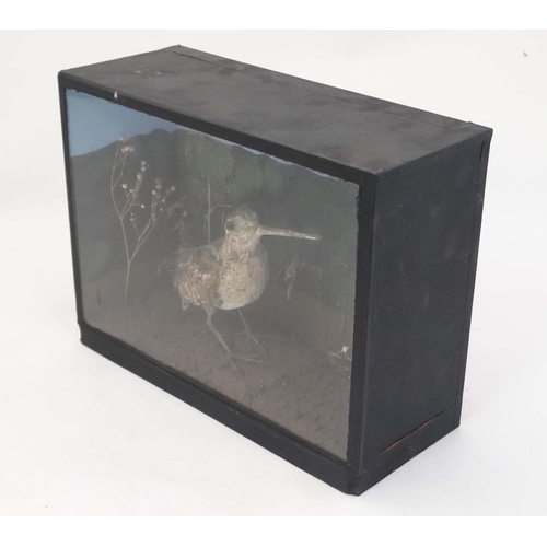 47 - Taxidermy : A cased full mount of a Common Snipe , posed within natural setting . The case 12 3/4'' ... 