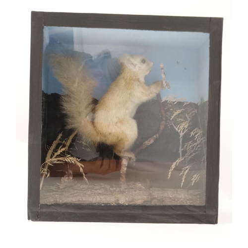 48 - Taxidermy : A cased full mount of a leucistic Red Squirrel , posed upon a branch within natural sett... 