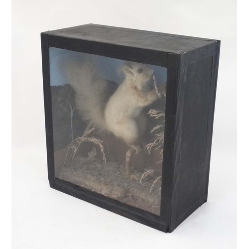 48 - Taxidermy : A cased full mount of a leucistic Red Squirrel , posed upon a branch within natural sett... 