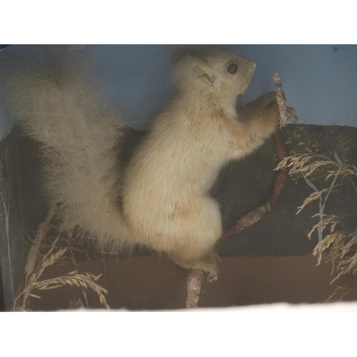 48 - Taxidermy : A cased full mount of a leucistic Red Squirrel , posed upon a branch within natural sett... 