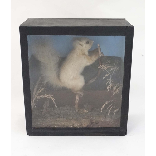 48 - Taxidermy : A cased full mount of a leucistic Red Squirrel , posed upon a branch within natural sett... 