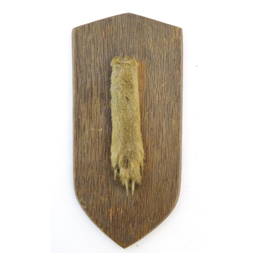 49 - Taxidermy: A mounted fox paw, affixed to a shield plinth, inscribed '9th Dec 1965', the shield 7 3/4... 