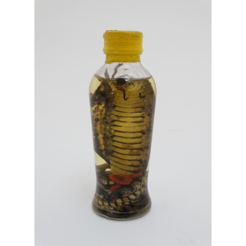 50 - Taxidermy : A preserved Cobra in bottle , placed in attacking position with open hood . 5 1/2'' tall