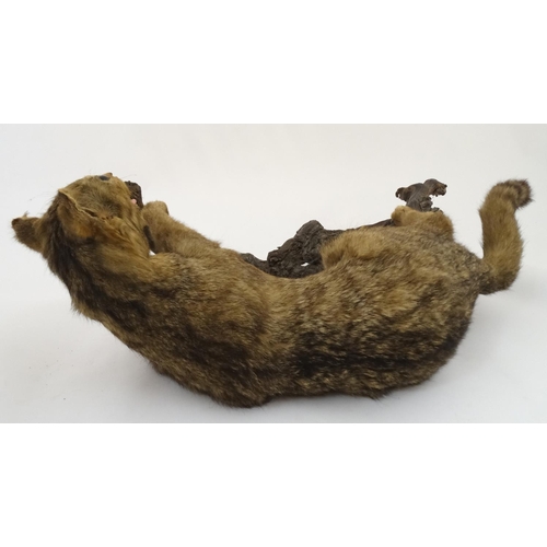 51 - Taxidermy: An early 20thC mount of a cat, posed in aggressive stance, affixed to a walnut branch, ap... 