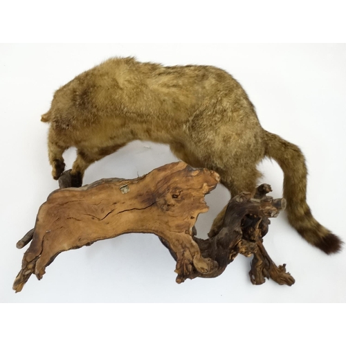 51 - Taxidermy: An early 20thC mount of a cat, posed in aggressive stance, affixed to a walnut branch, ap... 