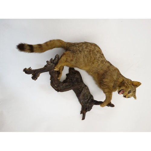 51 - Taxidermy: An early 20thC mount of a cat, posed in aggressive stance, affixed to a walnut branch, ap... 