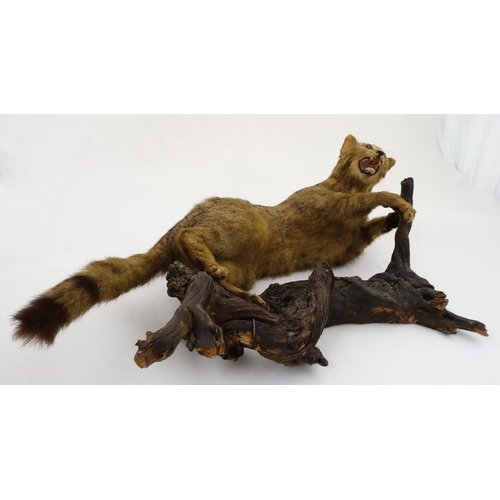 51 - Taxidermy: An early 20thC mount of a cat, posed in aggressive stance, affixed to a walnut branch, ap... 