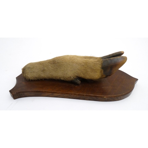 52 - Taxidermy : a ' Deer Slot ' ( Red Deer hoof ) affixed to a stained oak shield mount , 12 3/4'' long.