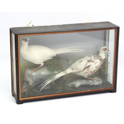 53 - Taxidermy : An early 20thC cased pair of Leucistic Cock Pheasants , placed opposing in naturalistic ... 