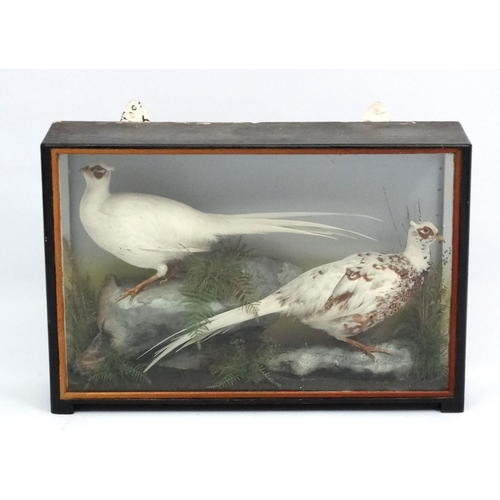 53 - Taxidermy : An early 20thC cased pair of Leucistic Cock Pheasants , placed opposing in naturalistic ... 