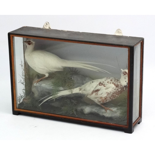 53 - Taxidermy : An early 20thC cased pair of Leucistic Cock Pheasants , placed opposing in naturalistic ... 