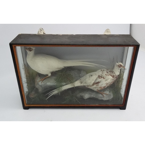 53 - Taxidermy : An early 20thC cased pair of Leucistic Cock Pheasants , placed opposing in naturalistic ... 