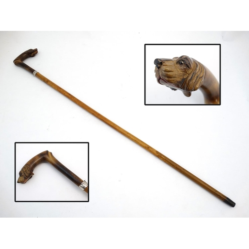 531 - Ornate Gentleman's Walking Stick / Cane : a circa 1900 carved dogs head (with glass eyes ) handle st... 