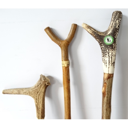 532 - Walking Sticks: A collection of three antler handles sticks to include a National Organisation of Be... 