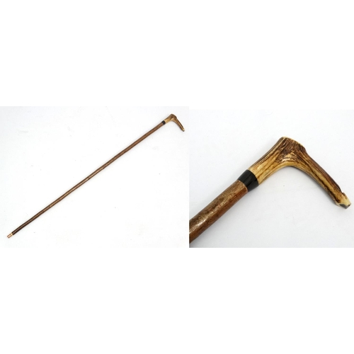 533 - Whistle Stick : A fine Antler handled Walking and Whistle Stick with Buffalo horn collar and Hazel s... 