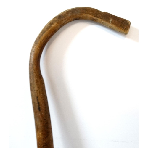 534 - Walking Sticks: A hazel wood walking stick / crook with horn handle and brass ferrule, together with... 