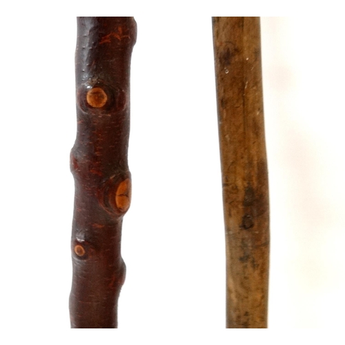 534 - Walking Sticks: A hazel wood walking stick / crook with horn handle and brass ferrule, together with... 