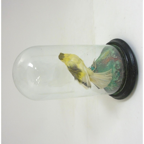 55 - Taxidermy ; A c.1900 canary under domed topped cover 10'' high