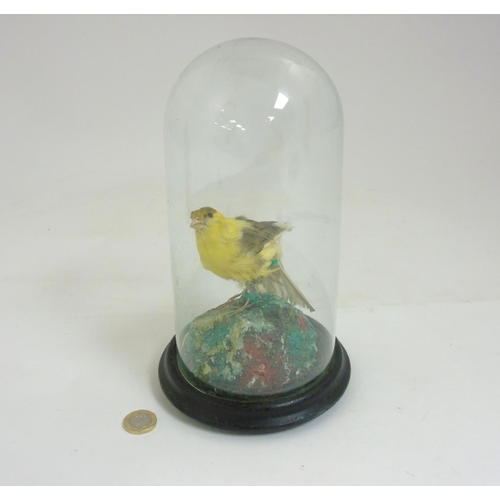 55 - Taxidermy ; A c.1900 canary under domed topped cover 10'' high