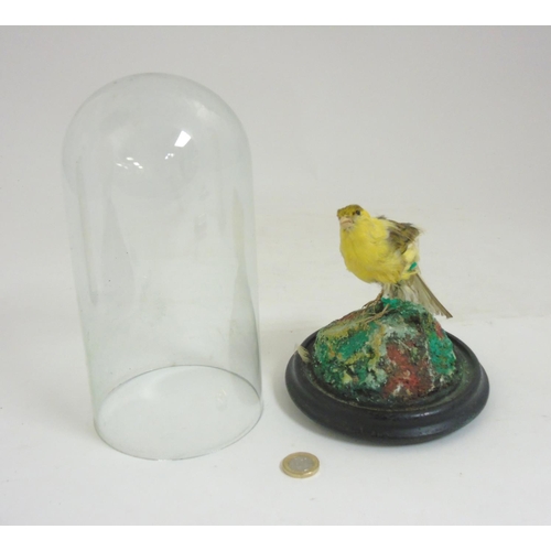 55 - Taxidermy ; A c.1900 canary under domed topped cover 10'' high