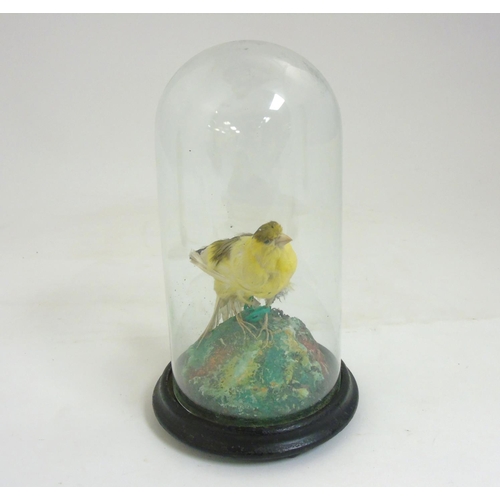 55 - Taxidermy ; A c.1900 canary under domed topped cover 10'' high