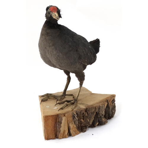 56 - Taxidermy : A full body mount of an Eurasian Moorhen , posed upon a branch . Approximately 13 3/4''