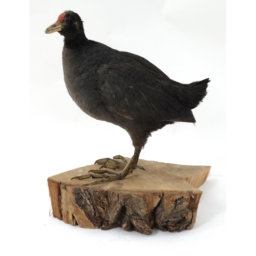 56 - Taxidermy : A full body mount of an Eurasian Moorhen , posed upon a branch . Approximately 13 3/4''