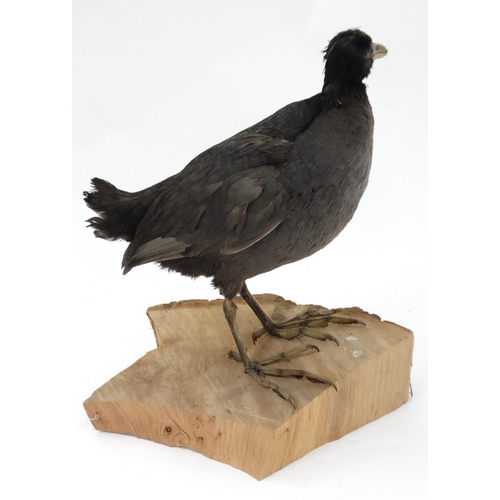 56 - Taxidermy : A full body mount of an Eurasian Moorhen , posed upon a branch . Approximately 13 3/4''