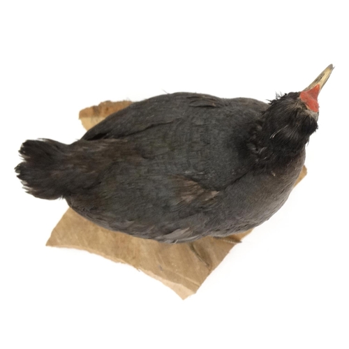 56 - Taxidermy : A full body mount of an Eurasian Moorhen , posed upon a branch . Approximately 13 3/4''