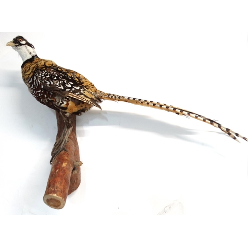 57 - Taxidermy : A full mount of a Reeves Pheasant , posed upon a branch with brackets for wall hanging .... 