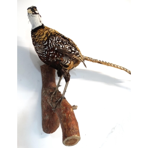 57 - Taxidermy : A full mount of a Reeves Pheasant , posed upon a branch with brackets for wall hanging .... 