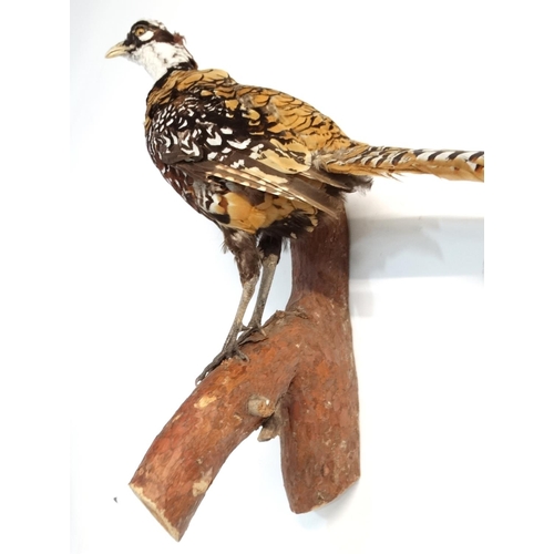 57 - Taxidermy : A full mount of a Reeves Pheasant , posed upon a branch with brackets for wall hanging .... 